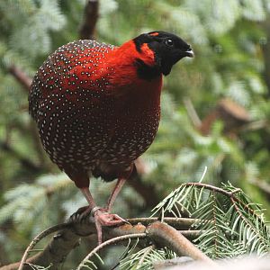 Satyr Tragopan