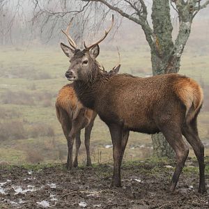 Red Deer