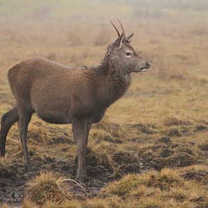 Red Deer