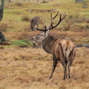 Red Deer