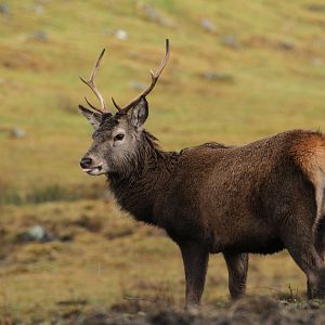 Red Deer