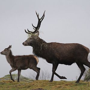 Red Deer