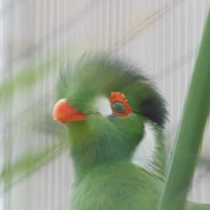 White Cheek Turaco