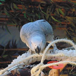 African Grey Parrot