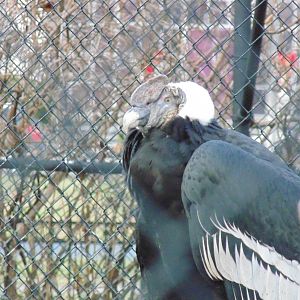 One of the new Andean Condor
