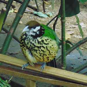 White-Eared Catbird