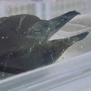 Baby African Penguin