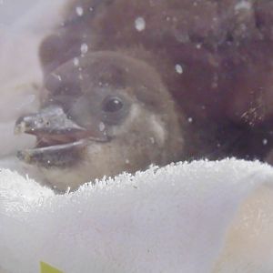 Baby African Penguin