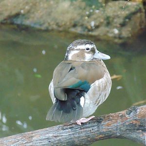 Female Ringed Teal
