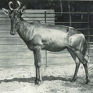 Lichtenstein's hartebeest (Alcelaphus lichtensteinii) 1890s