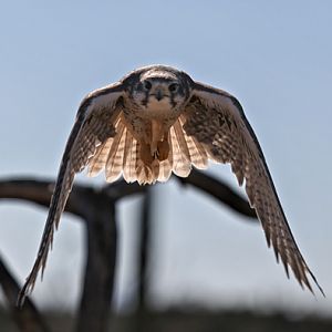prairie falcon in flight