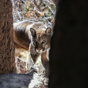juvenile puma