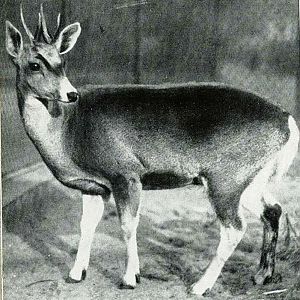 North andean huemul (Hippocamelus antisensis) 1935