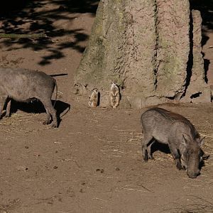 Wartogs and Meerkats