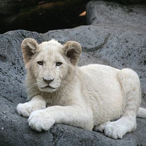 male White lion cub