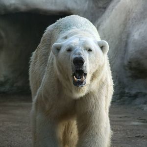 male Polar bear