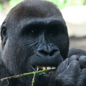 enjoying some Rubus fruticosus