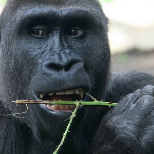 food that bites back