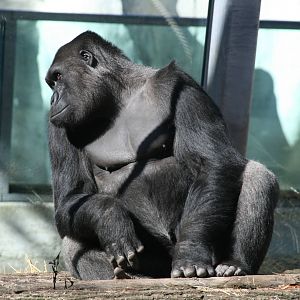 male Western lowland gorilla