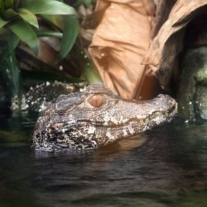 Cuvier's dwarf caiman