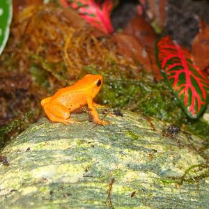 Mantella aurantiaca