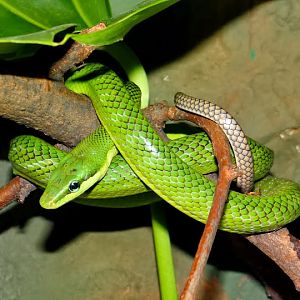 Gonyosoma oxycephala