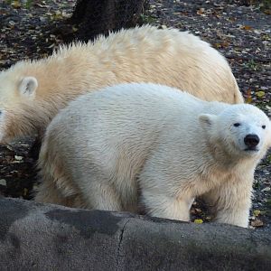 Kali (Back) & Luna (Front)