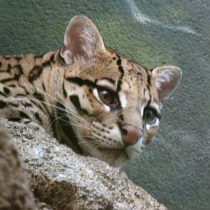 Female Ocelot