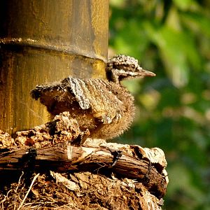 Sunbittern Chick