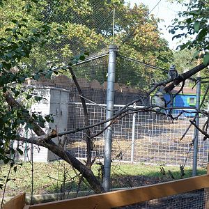 New Kookaburra Exhibit