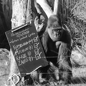 Photocall for stock-take