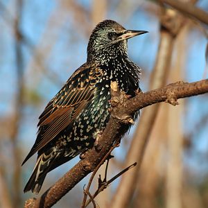 Starling, January 2014