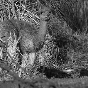 Vicuna, January 2014