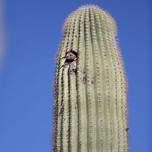 wild gila woodpecker