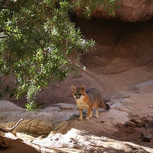 gray fox exhibit