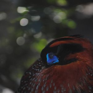 Temminck's Tragopan
