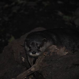 Oriental Small-Clawed Otter