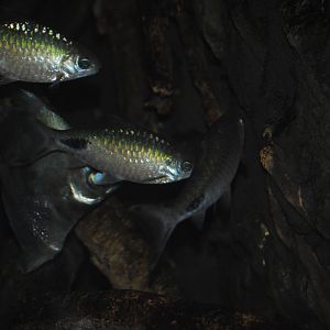 Mono & Filament Barb