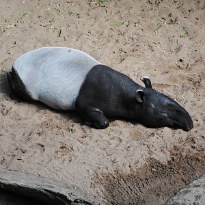 Malayan Tapir