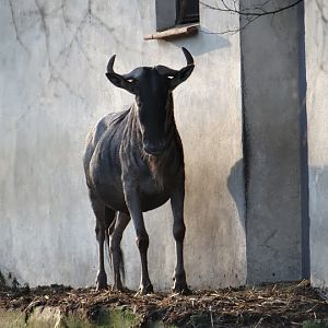 Connochaetes taurinus albojubatus