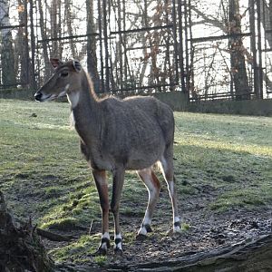 Boselaphus tragocamelus