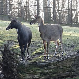 Boselaphus tragocamelus