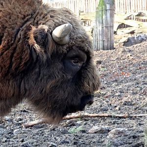 Bison bonasus bonasus