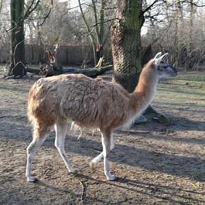 Lama guanicoe