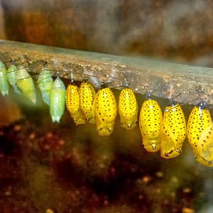 Cocoons of butterflies