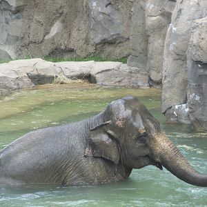 National Zoo: Asian Elephant Swimming