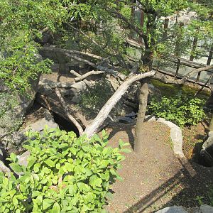 National Zoo: Red Panda Exhibit