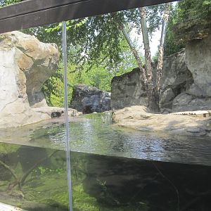 National Zoo: Asiatic Small Clawed Otter Exhibit