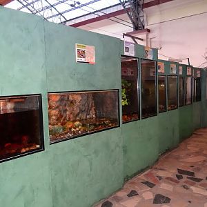 Terrariums of amphibians