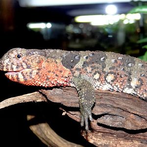 Shinisaurus crocodilurus